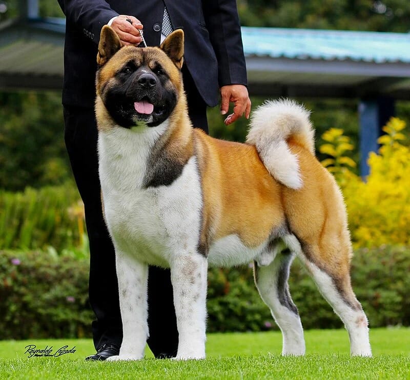 Security Dog Services Leeds – Trusted Security Dog Services Leeds for Maximum Protection | ISA Support Services