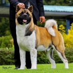 Security Dog Services Leeds – Trusted Security Dog Services Leeds for Maximum Protection | ISA Support Services
